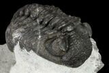 Adrisiops Weugi Trilobite - Recently Described Phacopid #115223-3